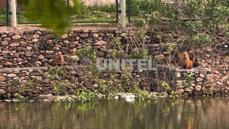 Las capibaras viven en el parque deteriorado Las capibaras viven en el parque deteriorado