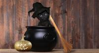 Halloween: ciudad prohibió la adopción de gatos negros en octubre para evitar sacrificios y rituales 