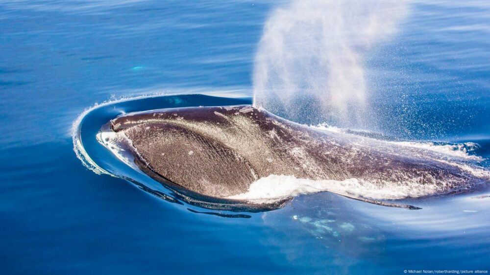 El secreto de la longevidad de las ballenas boreales reside en su facultad para reparar el ADN. El secreto de la longevidad de las ballenas boreales reside en su facultad para reparar el ADN.
