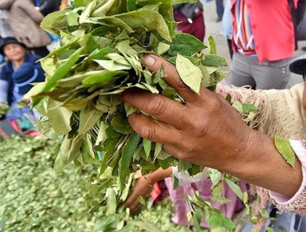 Una mujer con hojas de coca. Foto: ABI