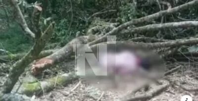 ¡Terrible! Hombre muere aplastado por un árbol que él mismo talaba en Irupana, La Paz