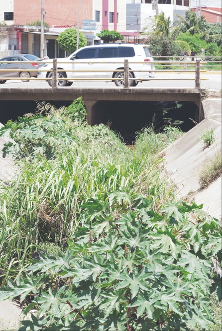 Basura, maleza y sedimento cubren algunos canales de drenaje- Basura, maleza y sedimento cubren algunos canales de drenaje