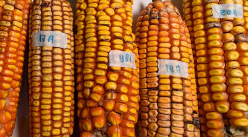 El 83% del maíz amarillo en Santa Cruz es transgénico pese a prohibición legal, revela estudio de Fundación Tierra