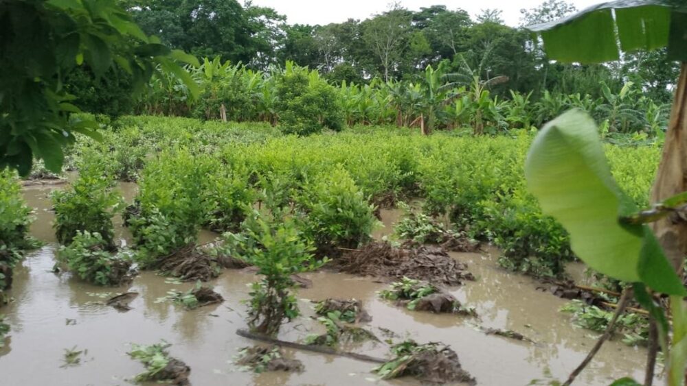 Inundaciones arrasan el trópico: 2.700 hectáreas de banana quedan bajo el agua 