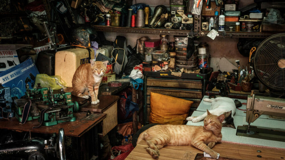 Unos gatos descansan en un taller de reparación de herramientas en Yakarta el 11 de agosto de 2024