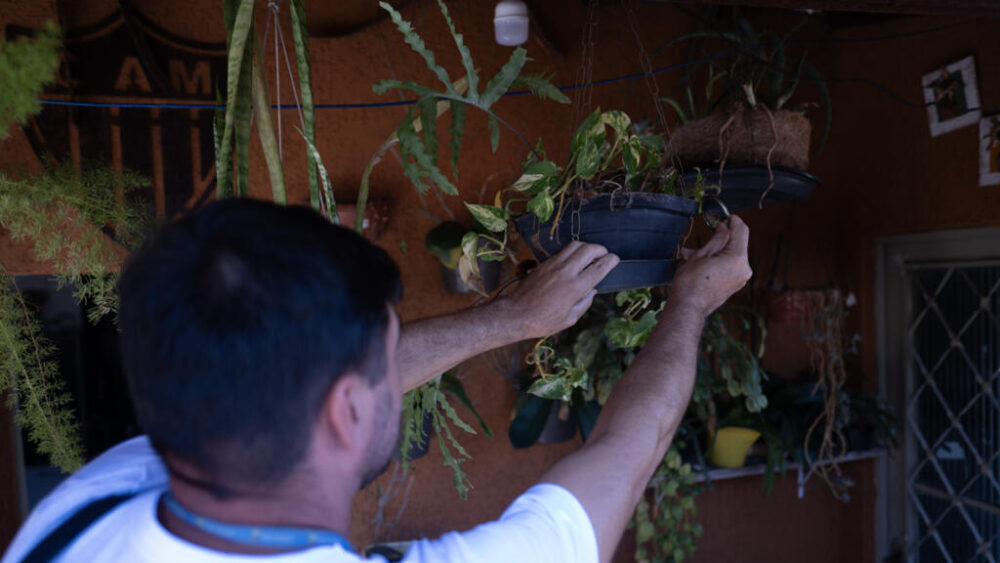 Un sanitario inspecciona una maceta para evitar brotes del mosquito Aedes aegypti el 2 de marzo de 2024 en Belo Horizonte, Brasil
