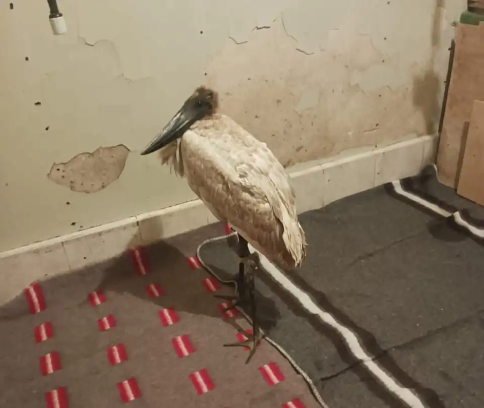 Una garza de pico bote rescatada personal técnico de la Gobernación de La Paz. FOTO: GADLP