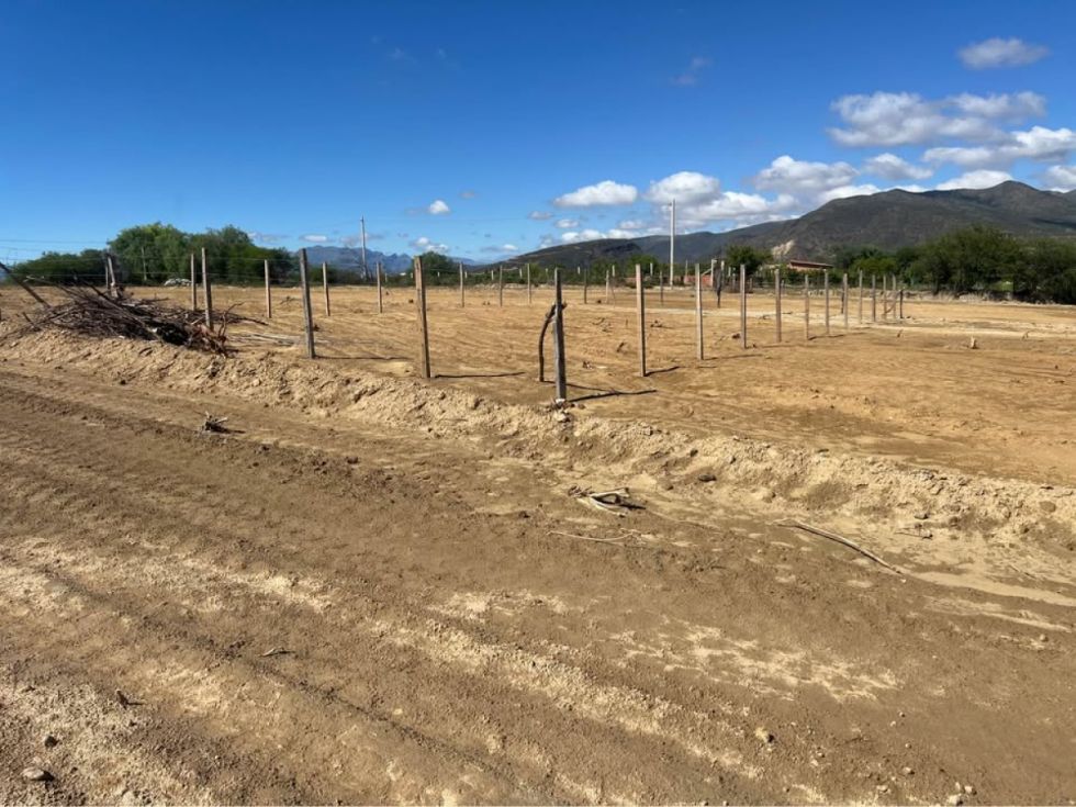 Las urbanizaciones amenazan los viñedos en el valle central