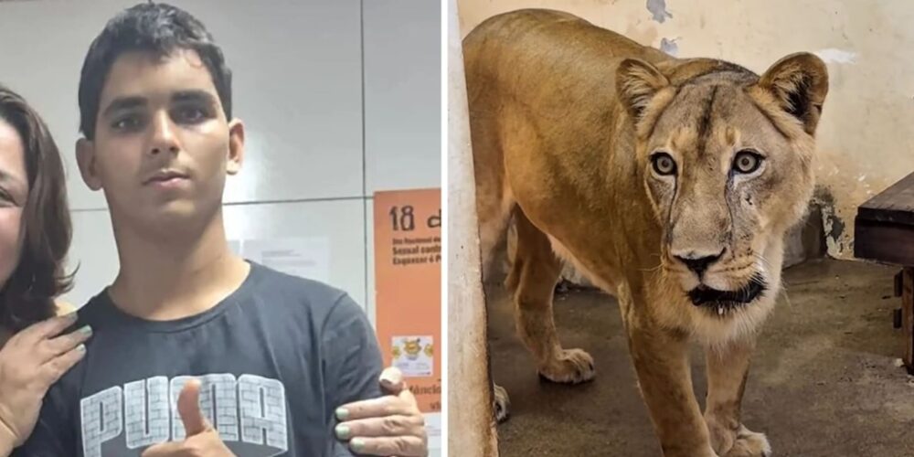 Quién era Gerson Machado, el joven que murió tras ingresar a la jaula de una leona en un zoológico de Brasil