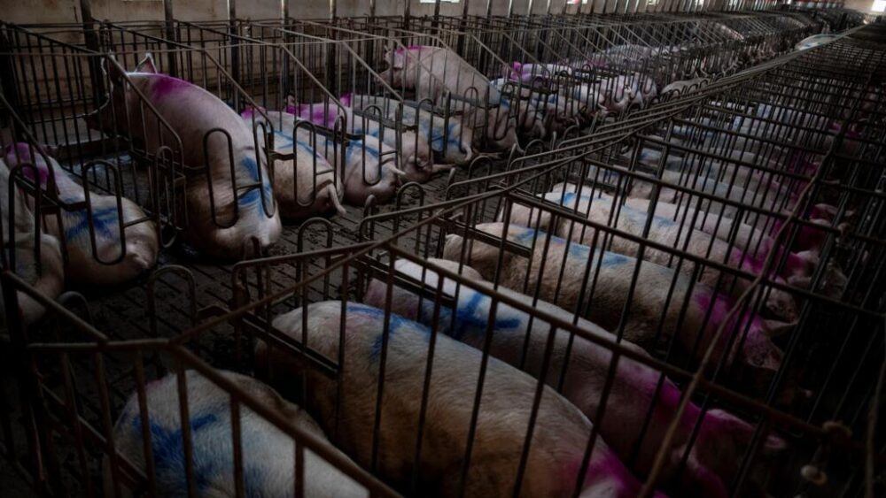 La peste porcina africana no afecta a los humanos, pero es altamente contagiosa y letal para los cerdos