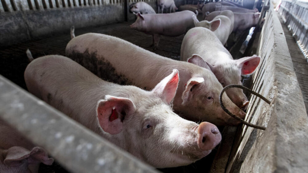 Cerdos en una granja de Manacor, en la isla de Mallorca, el 4 de diciembre de 2025 en el archipiélago español de las Baleares