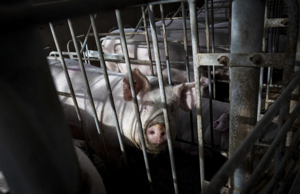 Cerdos en una granja de Manacor, en la isla de Mallorca, el 4 de diciembre de 2025 en el archipiélago español de las Baleares