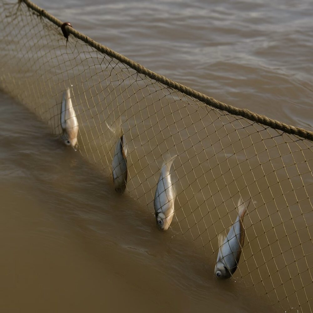 REPORTAJE ESPECIAL      Veda en el Beni: ¿se protege al río o solo se castiga al pescador equivocado? Por La Palabra del Beni – 5 de diciembre