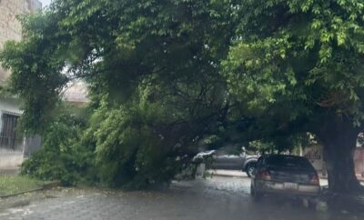 Emergencias reporta la caída de cinco árboles en la capital cruceña