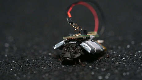 Cucarachas espías: así Alemania desarrolla sus plataformas de vigilancia