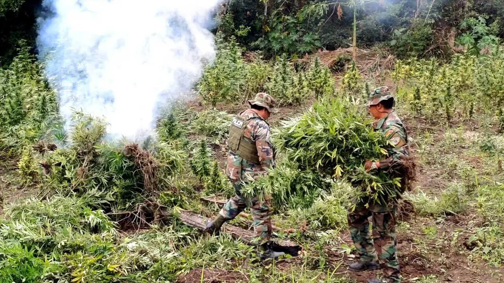 Policías antinarcóticos proceden a quemar la marihuana hallada. FELCN