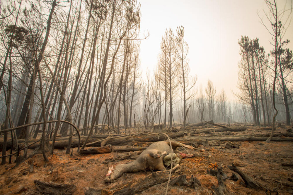 Un caballo muerto por el incendio forestal que afecta El Hoyo, en la provincia patagónica de Chubut.