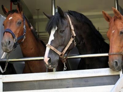 Abigeato: Investigan traslado irregular de caballos