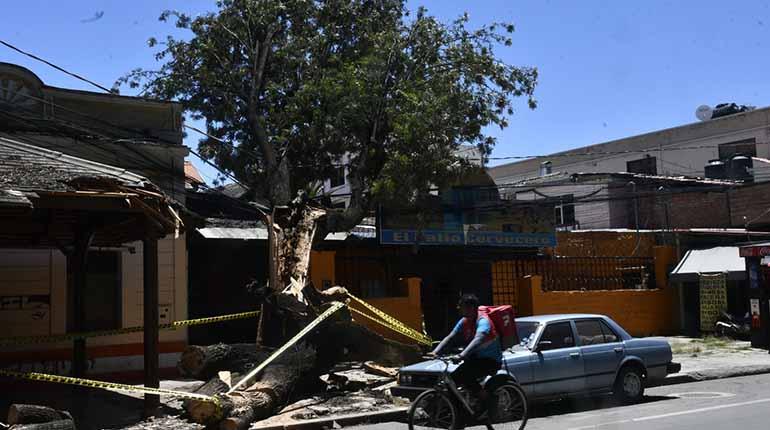 Uno de los árboles que cayeron por el viento el martes en el paseo del Prado. | Carlos López