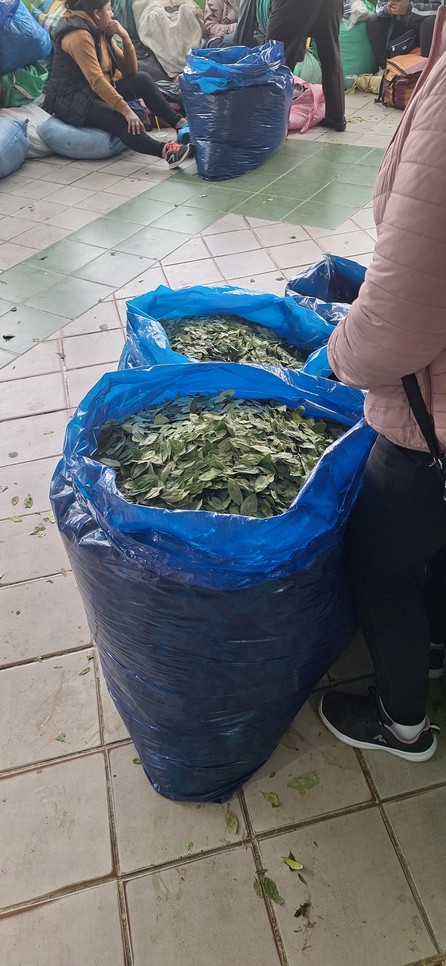 Santa Cruz consumió 96.136 toneladas de coca en 11 años y movilizó $us 922 millones- Santa Cruz consumió 96.136 toneladas de coca en 11 años y movilizó $us 922 millones