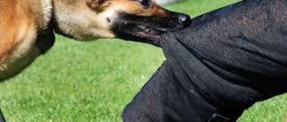 $output.data $output.data