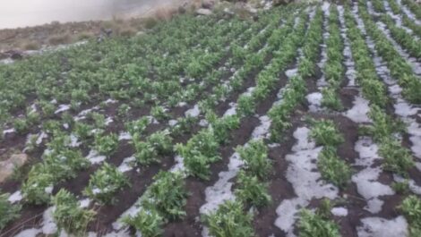 Papa y ganado perdidos: así quedó Cocapata tras la feroz granizada