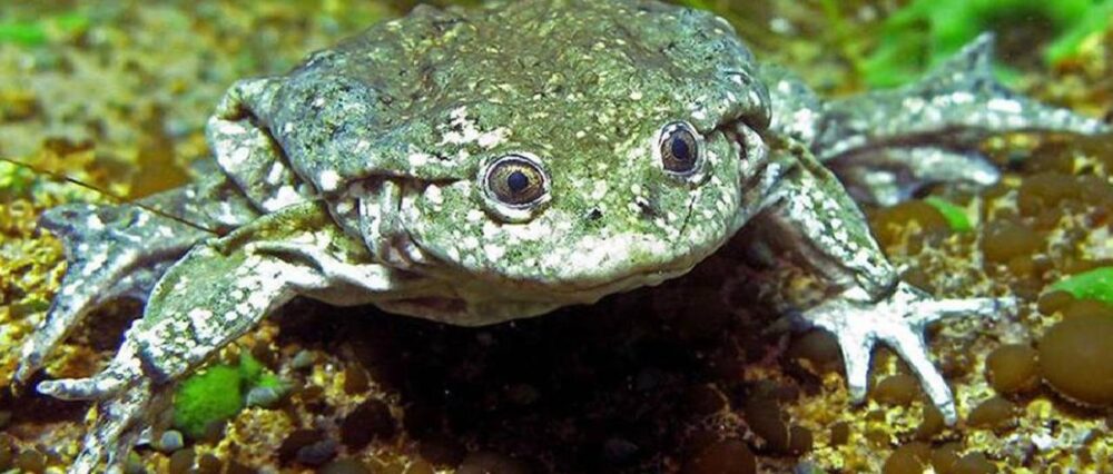 $output.data $output.data