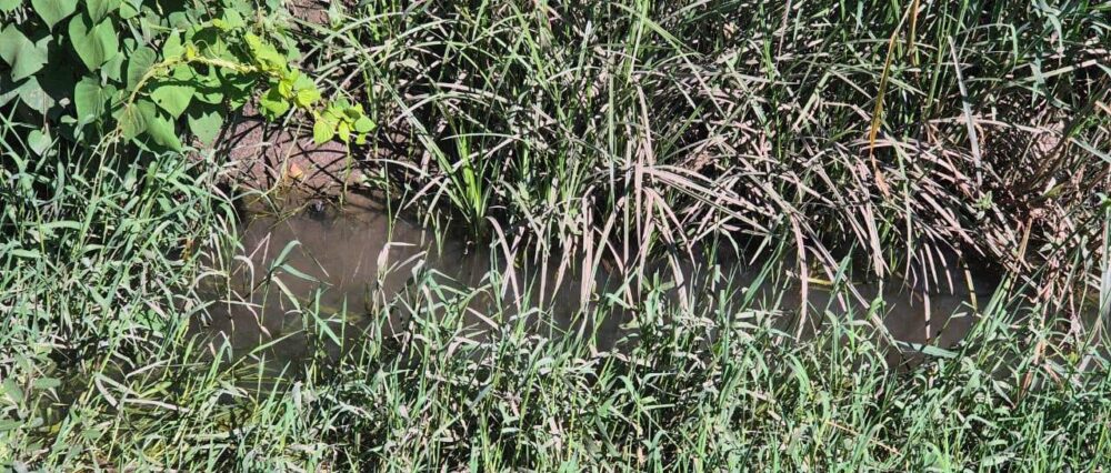 $output.data $output.data