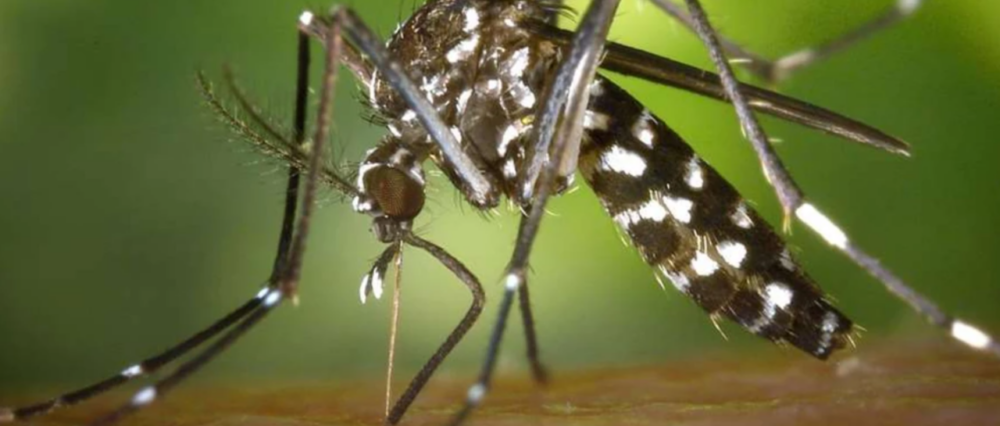 $output.data $output.data