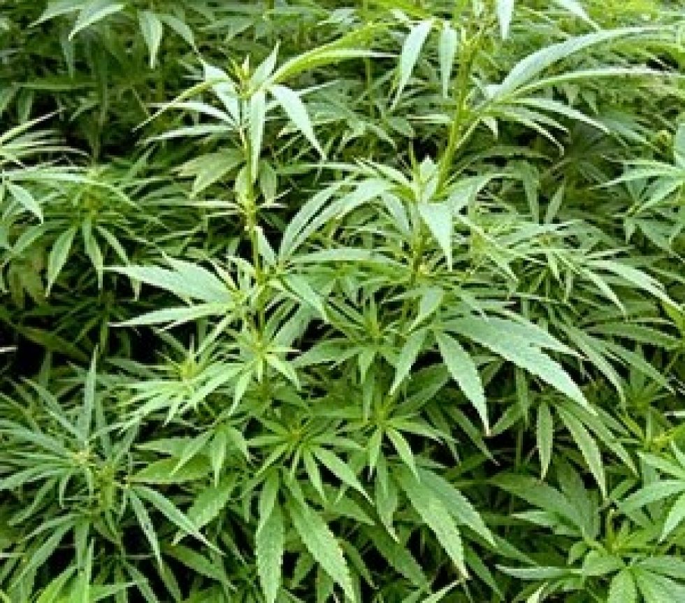 Encuentran plantación de marihuana en una casa