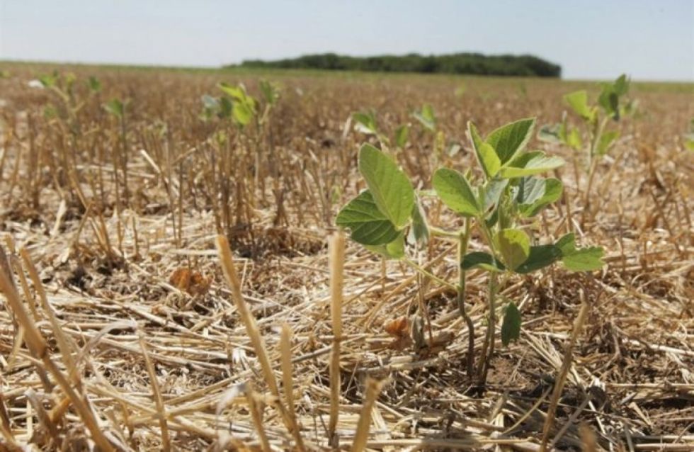 El calor extremo afecta la producción en Bolivia