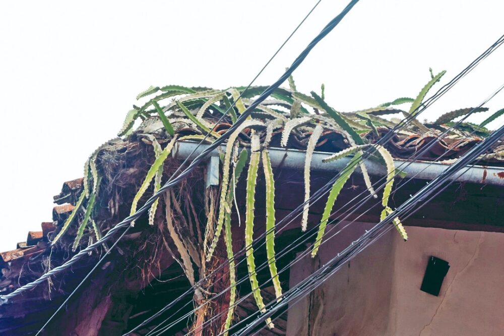 Viejas casonas muestran el deterioro del centro cruceño- Viejas casonas muestran el deterioro del centro cruceño