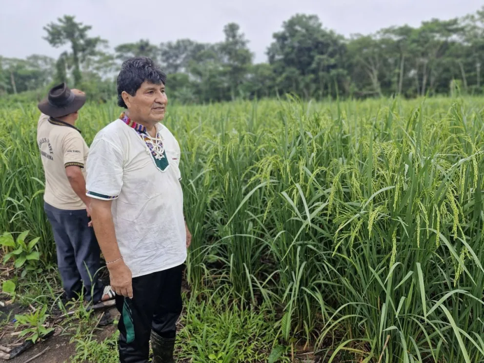 Evo Morales en su chaco. Foto: RRSS del exmandatario
