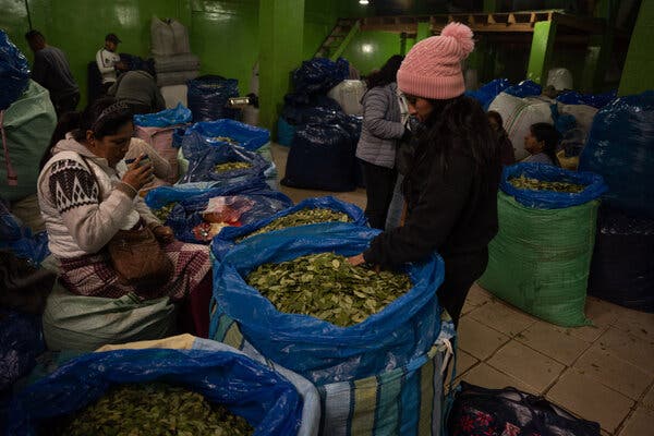 Dos mujeres mirando grandes bolsas azules llenas de hojas verdes en un almacén, con otras personas detrás de ellas.