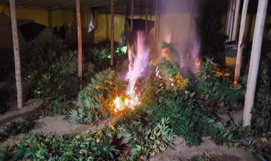 Momento en que se destruyen los cultivos ilícitos de sustancias controladas.