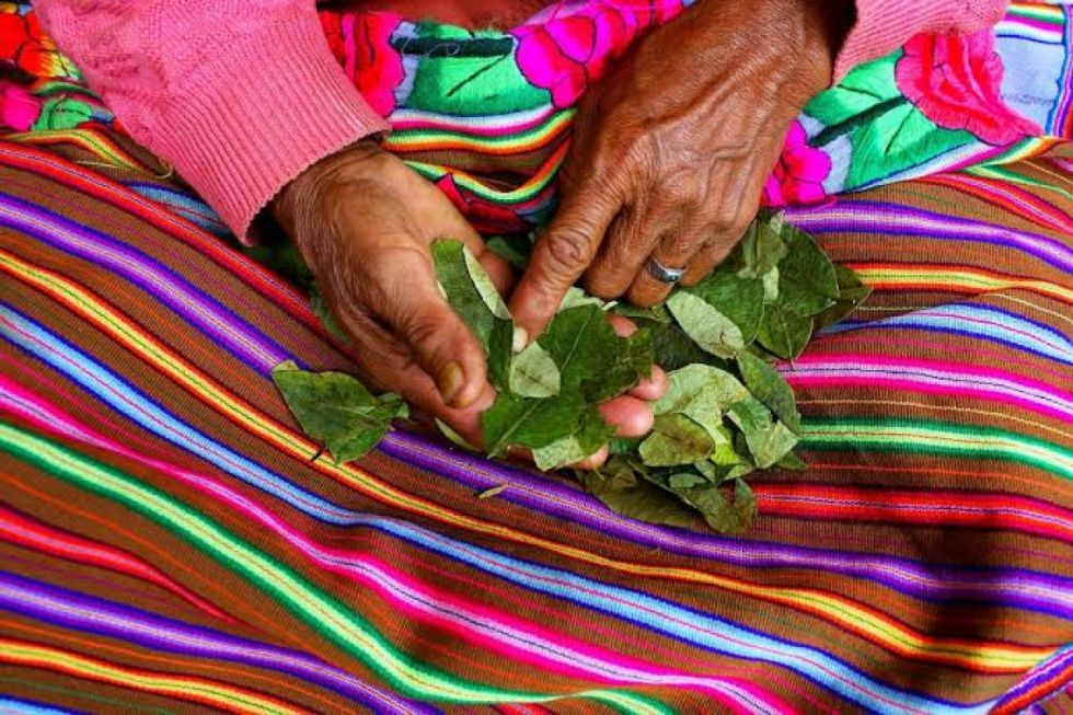 Repechaje: Bolivia - Surinam, ¿quién ganará? Esto dice la hoja de coca