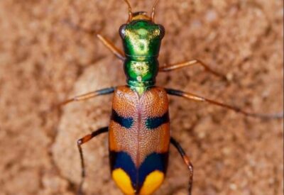 El escarabajo tigre de la Chiquitania está en un concurso internacional y necesita tu voto