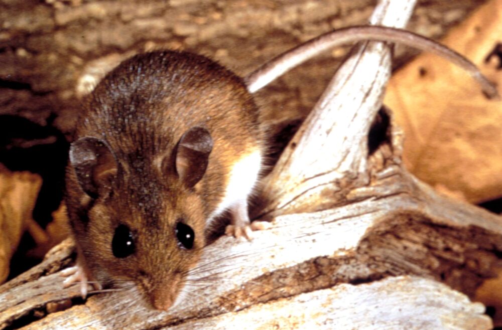 Ratón transmisor del hantavirus. Foto: Pixnio.