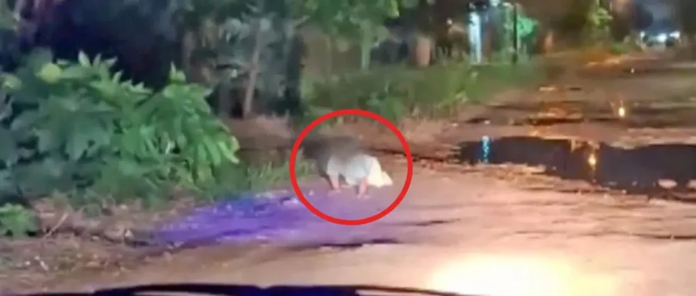 $output.data $output.data