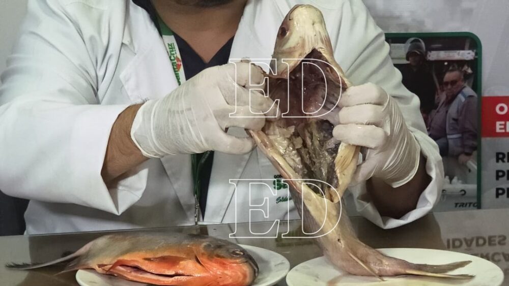 Alcaldía cruceña publica precios oficiales del pescado y anuncia controles- Alcaldía cruceña publica precios oficiales del pescado y anuncia controles