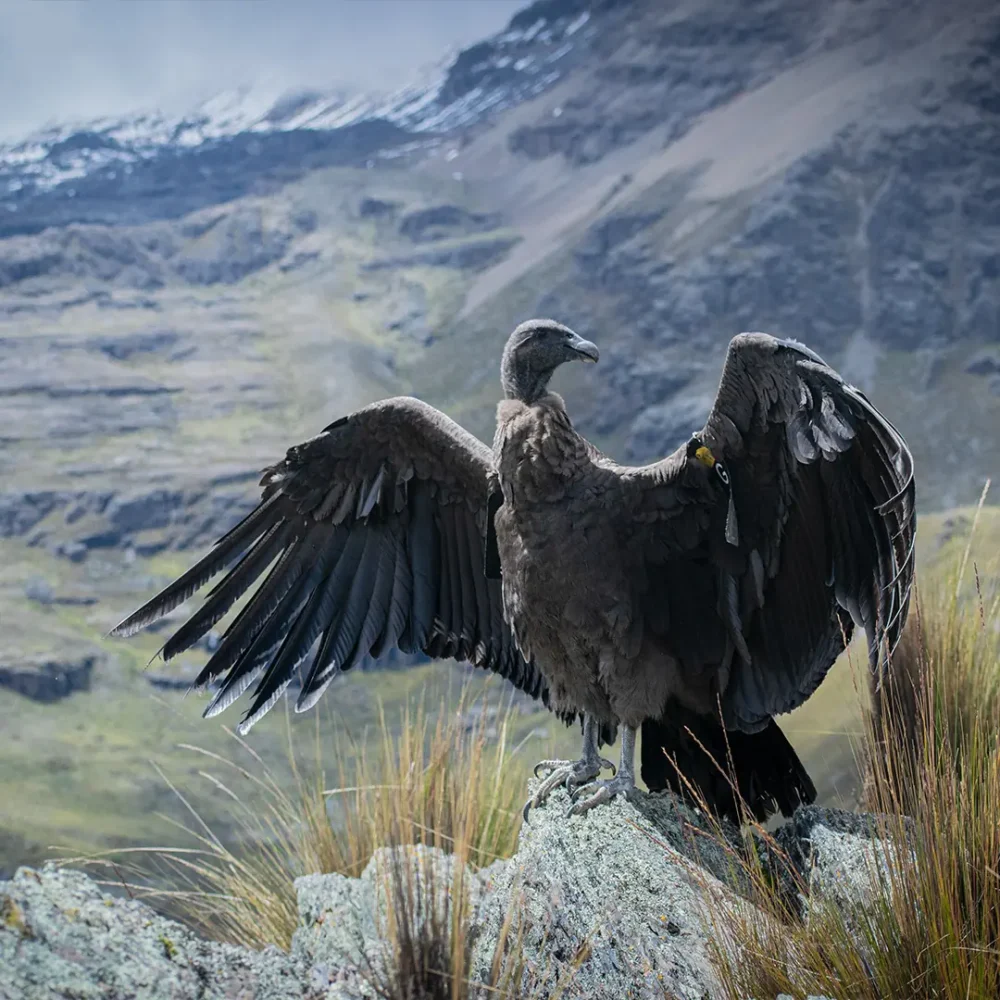 Ayer se realizó la liberación de un cóndor hembra luego de dos meses de rehabilitación. FOTO: GAMLP