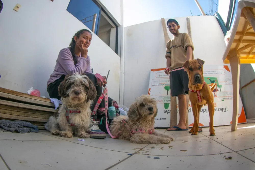 La Alcaldía de Cochabamba realizó 24.000 esterilizaciones a canes. FOTO: GAMC