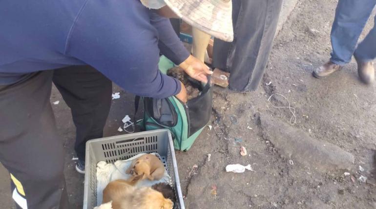 Los cachorros que eran comercializados hacinados en mochilas. | Intedencia