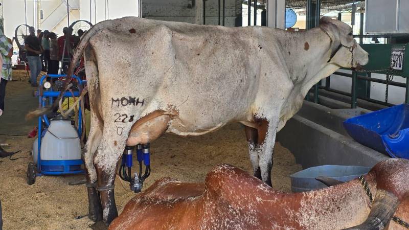 Las razas lecheras tienen una actividad propia en la previa de la feria Las razas lecheras tienen una actividad propia en la previa de la feria
