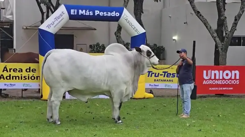 Satoshi FIV Sausalito es el más pesado de la raza Nelore Mocho Satoshi FIV Sausalito es el más pesado de la raza Nelore Mocho