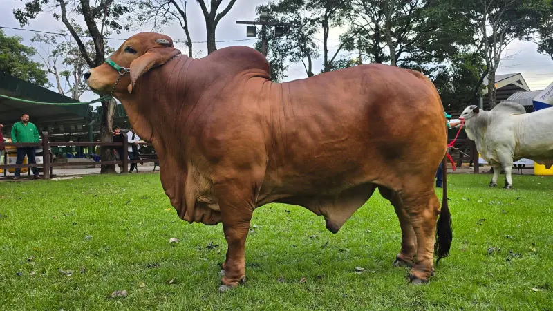 El más pesado de la raza Brahman es Mr. Emir FIV de Stevital El más pesado de la raza Brahman es Mr. Emir FIV de Stevital