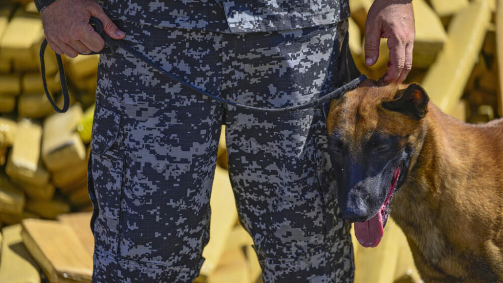 Hulk, un perro policía que descubrió 48 toneladas de marihuana, durante una operación en una favela de Río de Janeiro el 8 de abril de 2026