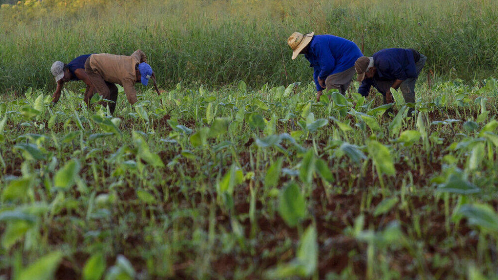 Trabajadores agrícolas desbrozan una plantación de malanga en Batabano, Cuba, octubre de 2022.