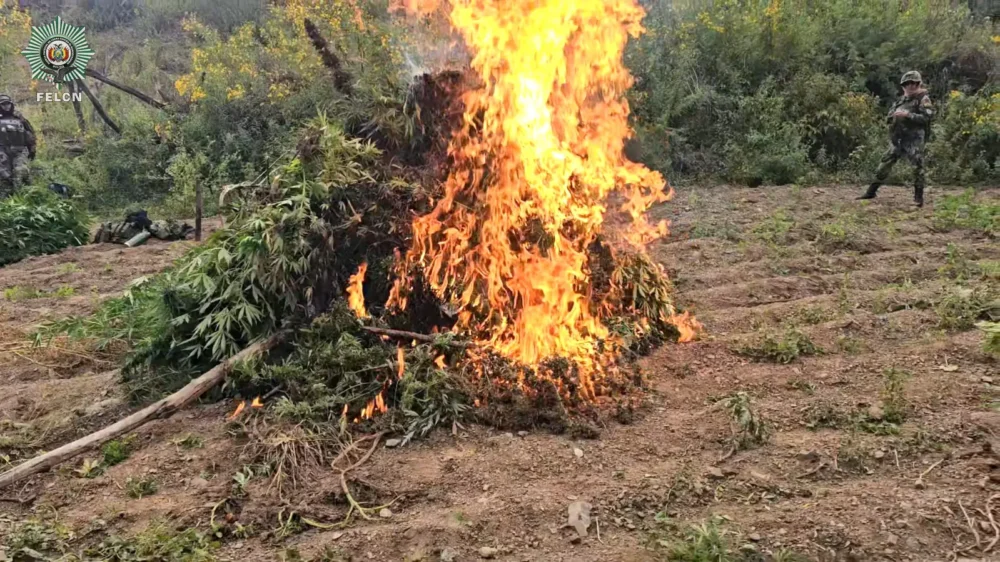 Las plantas de marihuana fueron incineradas/FELCN