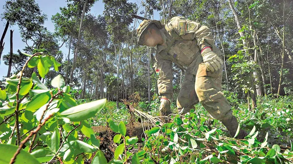 Erradican hojas de coca ilegales en el Parque Nacional Amboró./ APG